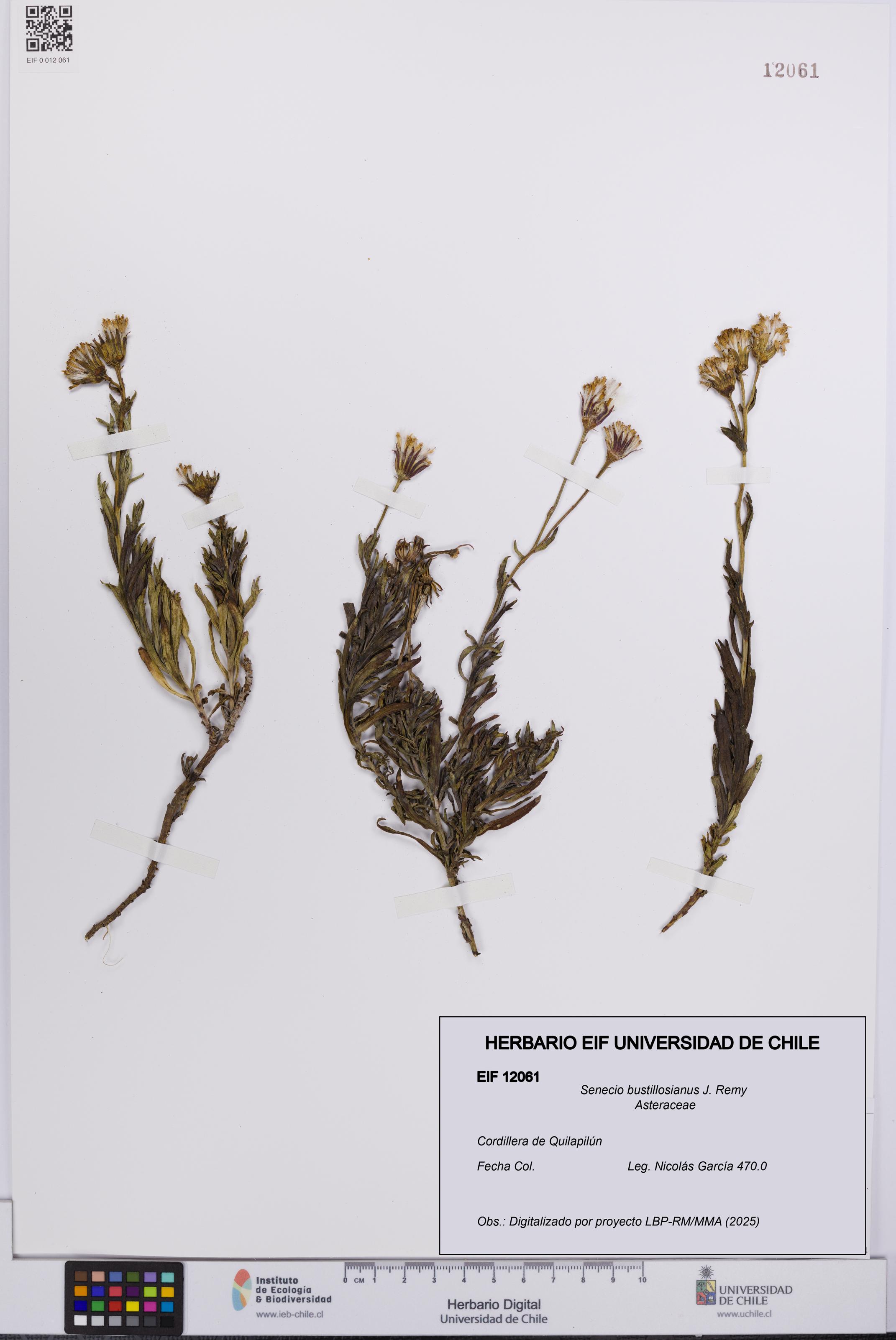 Senecio bustillosianus [Espécimen: UCH:EIF:0012061]