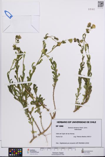 Senecio donianus [Espécimen: UCH:EIF:0012062]