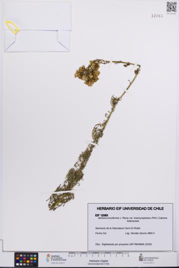 Senecio eruciformis var. brachycephalus [Espécimen: UCH:EIF:0012063]