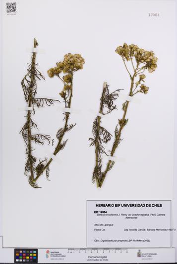 Senecio eruciformis var. brachycephalus [Espécimen: UCH:EIF:0012064]