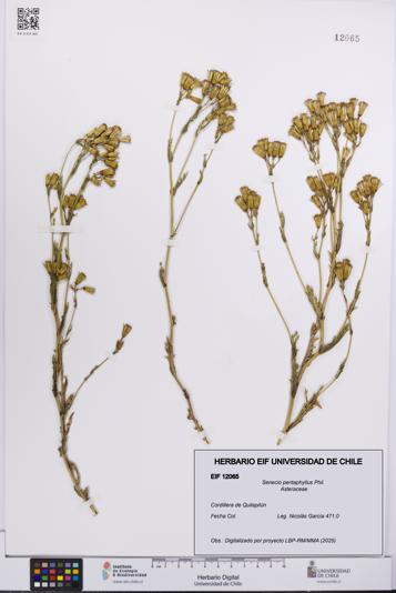 Senecio pentaphyllus [Espécimen: UCH:EIF:0012065]
