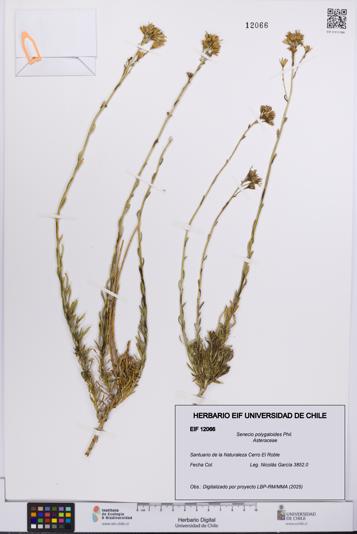 Senecio polygaloides [Espécimen: UCH:EIF:0012066]