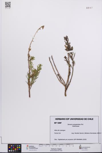 Senecio polygaloides [Espécimen: UCH:EIF:0012067]