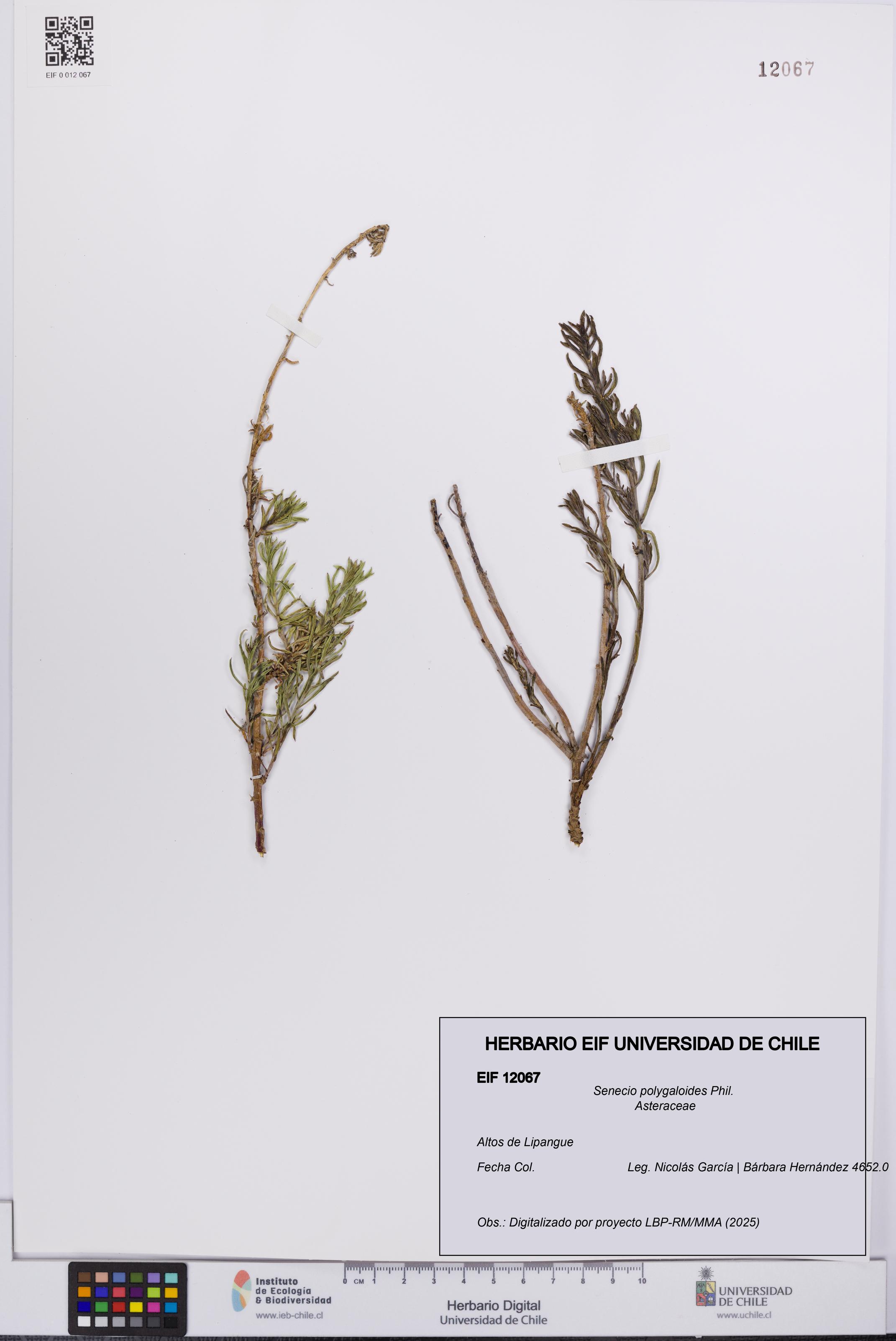 Senecio polygaloides [Espécimen: UCH:EIF:0012067]