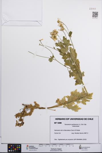 Tanacetum parthenium [Espécimen: UCH:EIF:0012069]