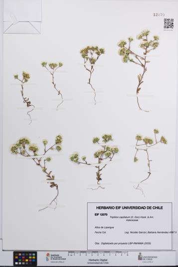 Triptilion capillatum [Espécimen: UCH:EIF:0012070]