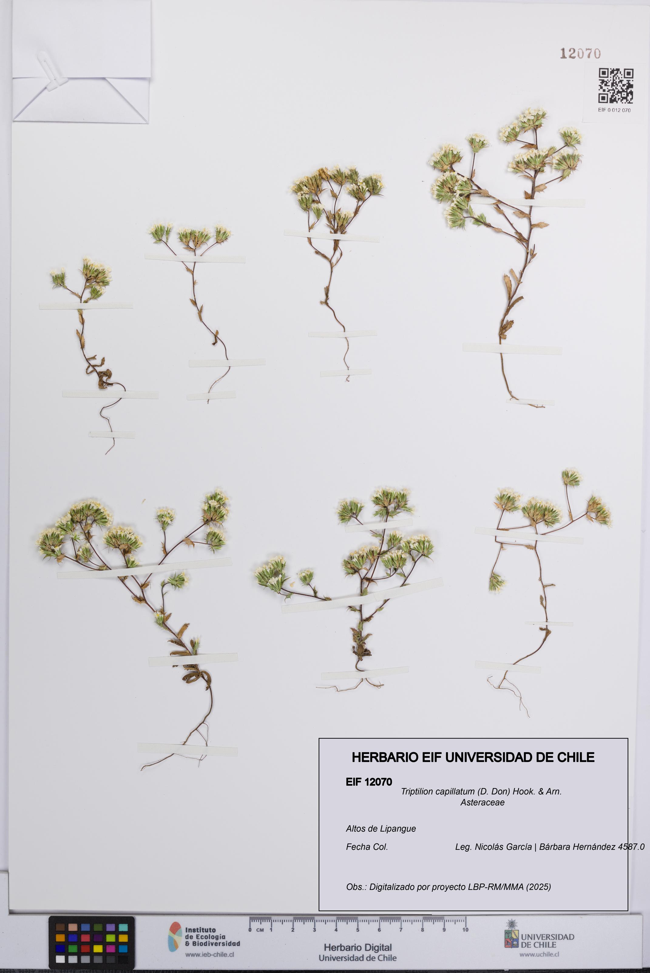 Triptilion capillatum [Espécimen: UCH:EIF:0012070]