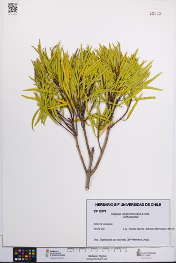 Colliguaja integerrima [Espécimen: UCH:EIF:0012073]