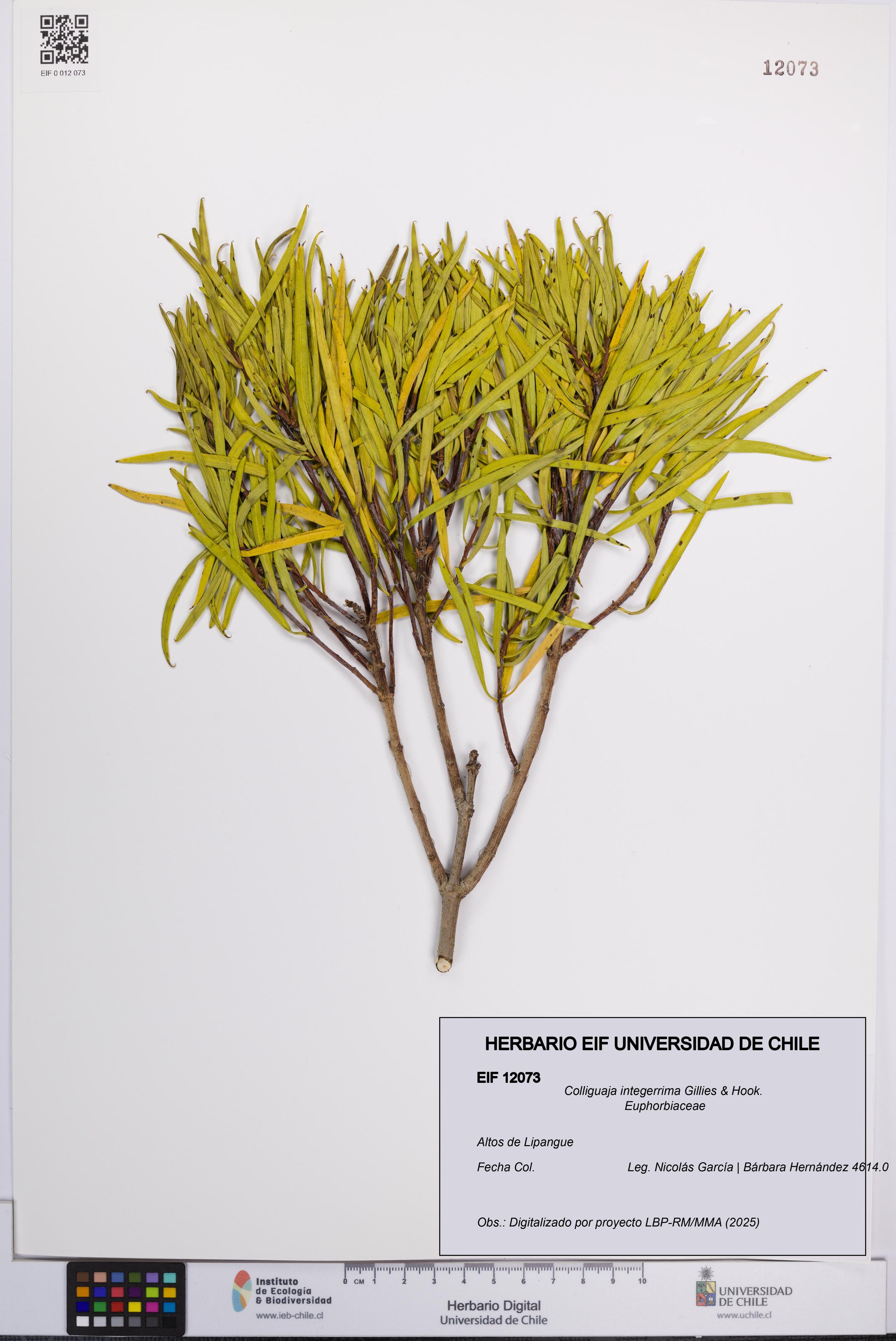 Colliguaja integerrima [Espécimen: UCH:EIF:0012073]