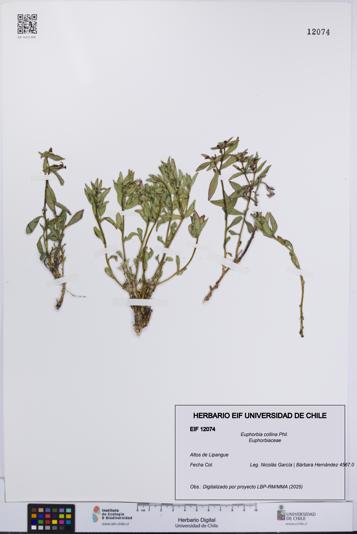 Euphorbia collina [Espécimen: UCH:EIF:0012074]