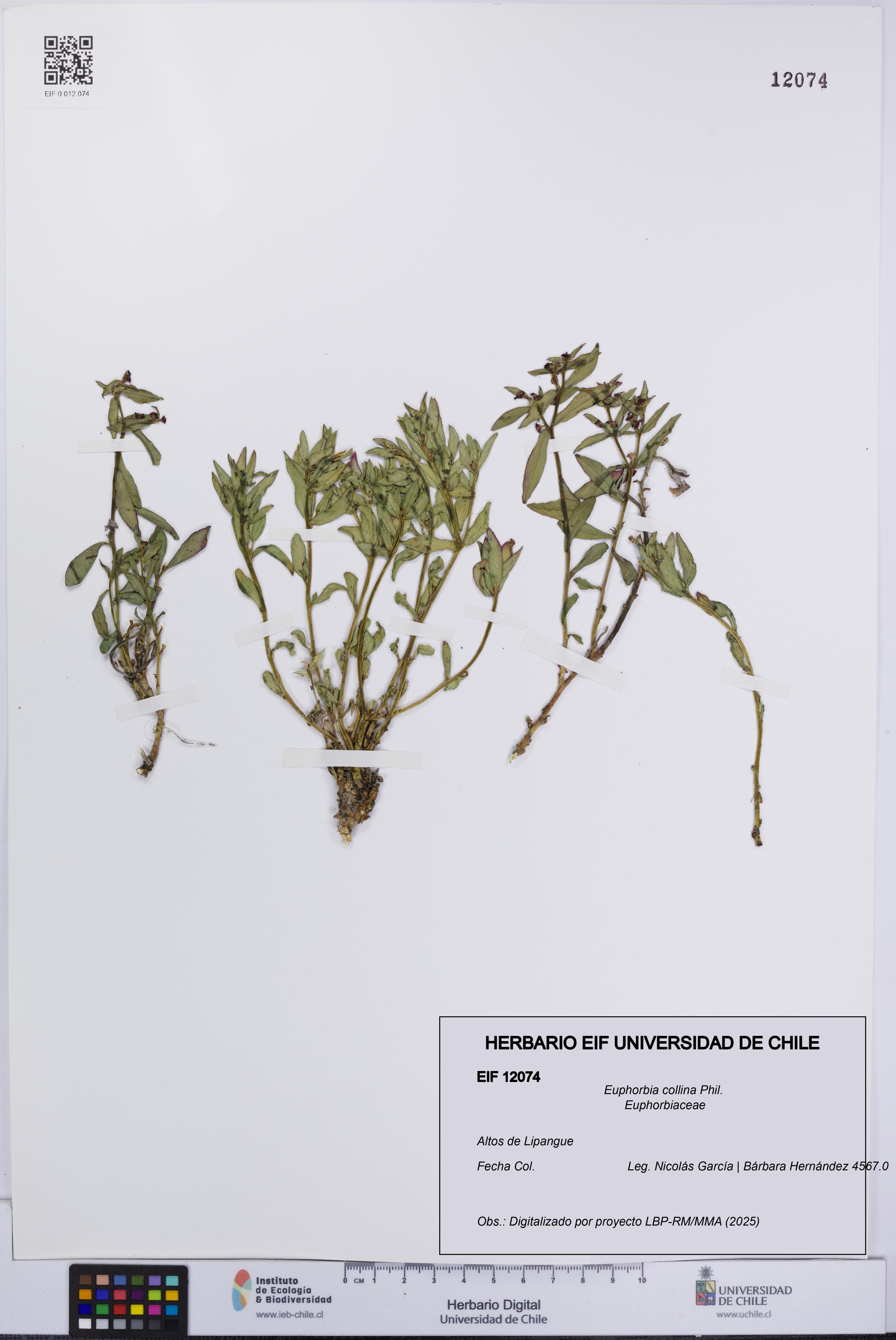 Euphorbia collina [Espécimen: UCH:EIF:0012074]