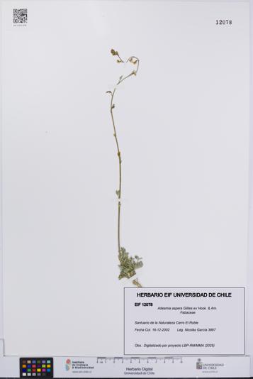 Adesmia aspera [Espécimen: UCH:EIF:0012078]