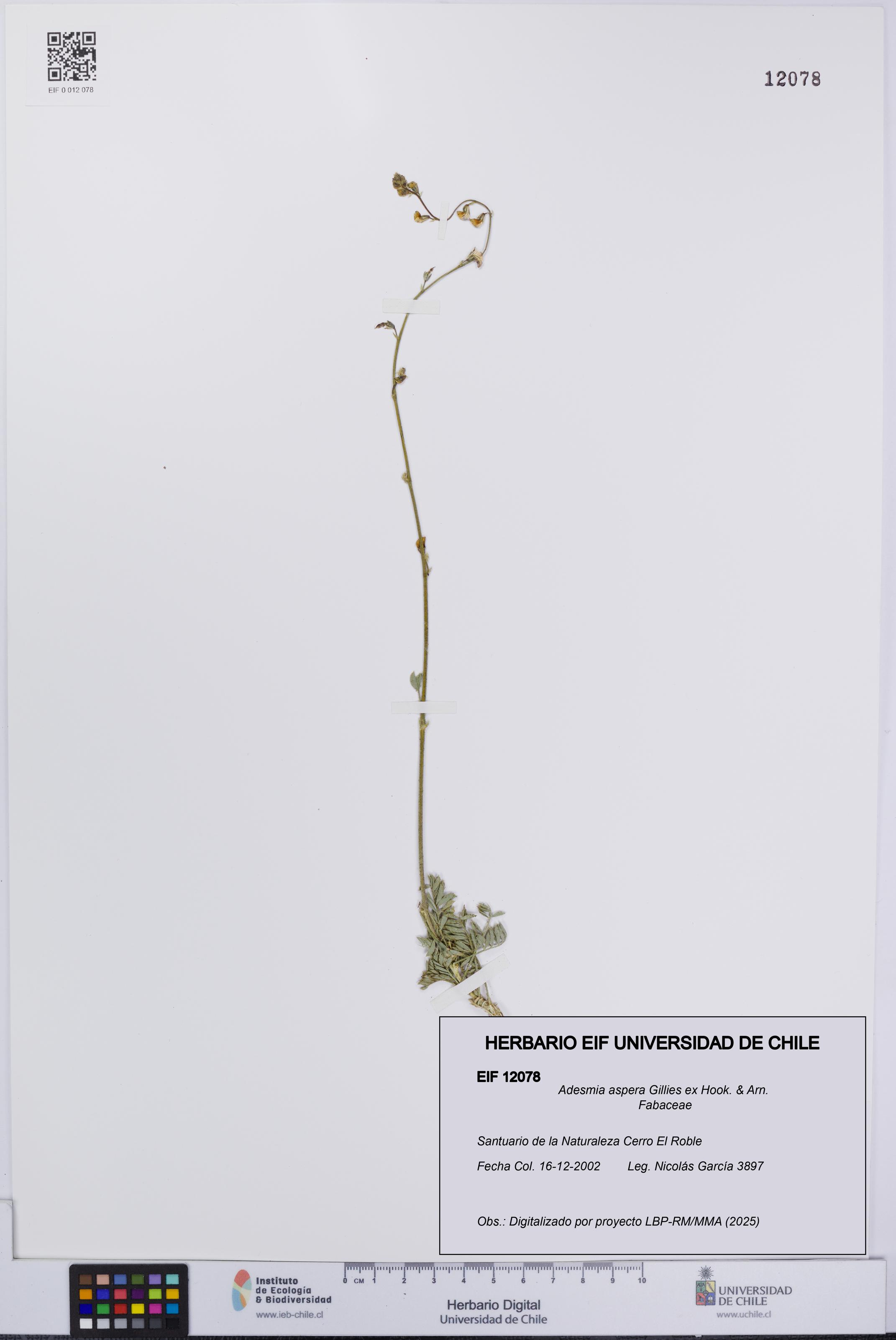 Adesmia aspera [Espécimen: UCH:EIF:0012078]