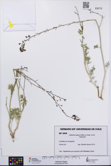 Adesmia aspera [Espécimen: UCH:EIF:0012079]
