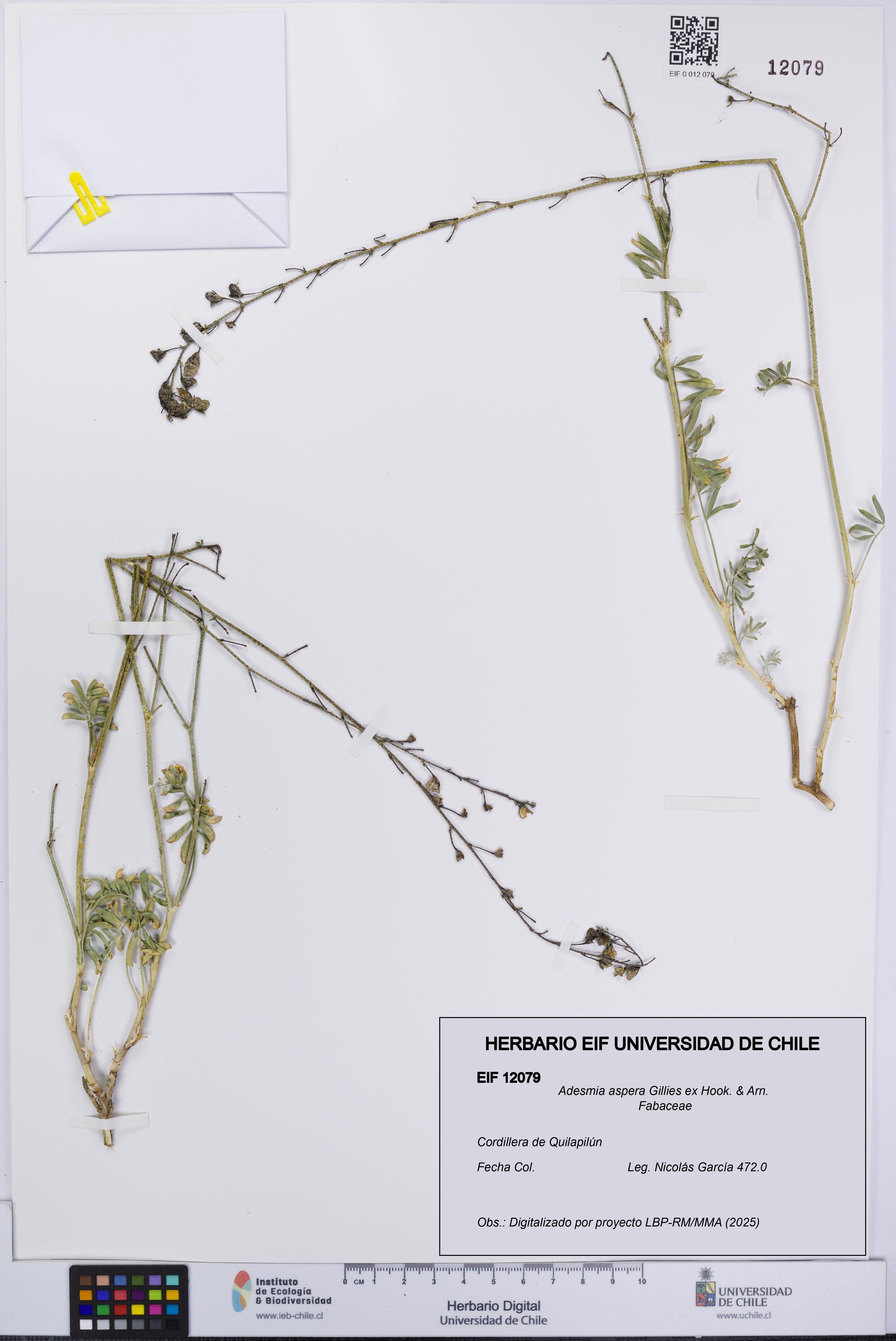 Adesmia aspera [Espécimen: UCH:EIF:0012079]