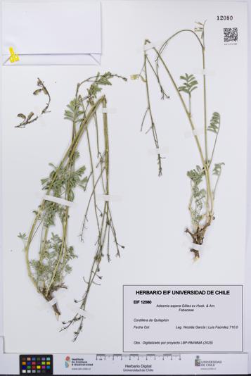 Adesmia aspera [Espécimen: UCH:EIF:0012080]