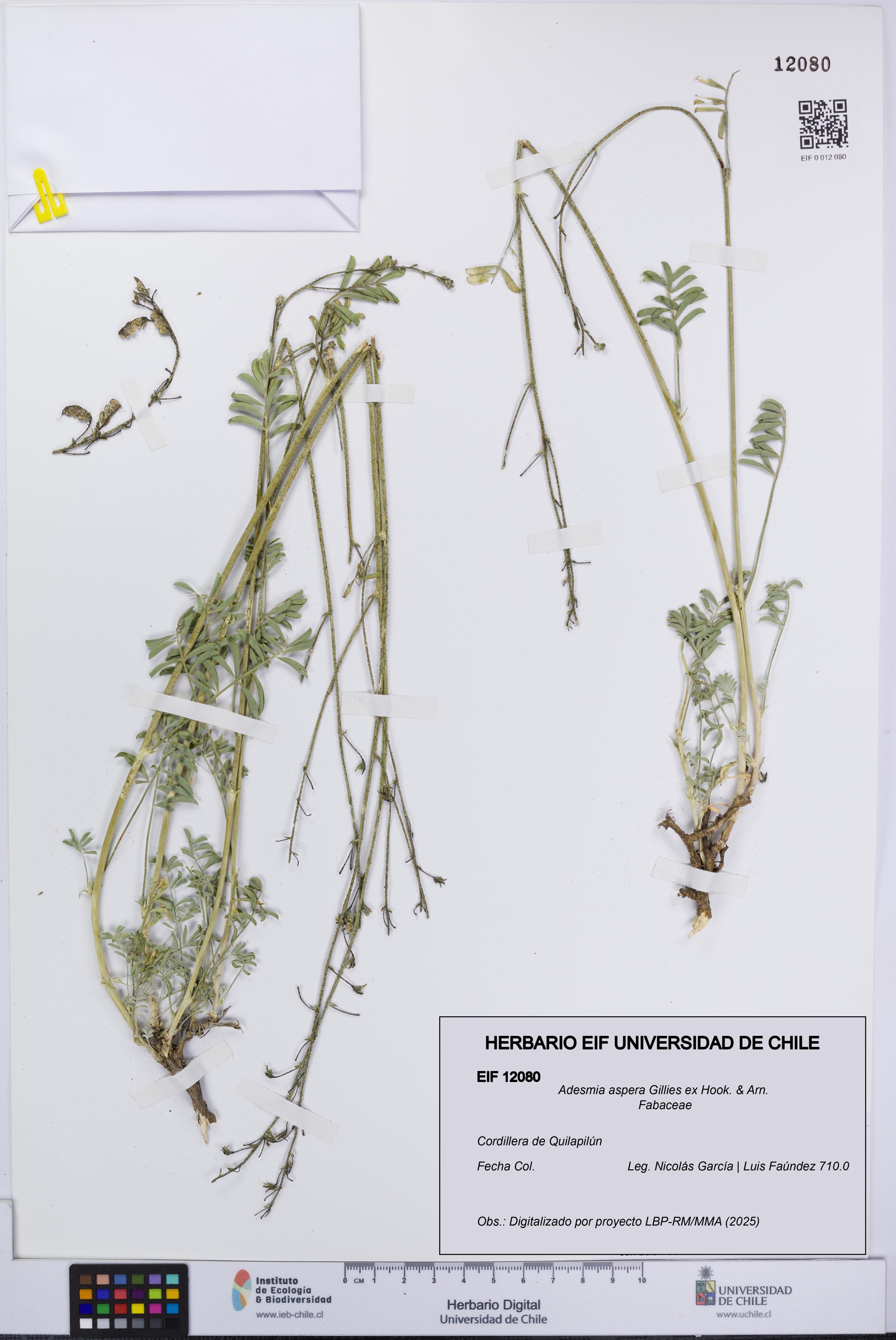 Adesmia aspera [Espécimen: UCH:EIF:0012080]