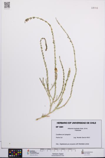 Adesmia bracteata [Espécimen: UCH:EIF:0012081]