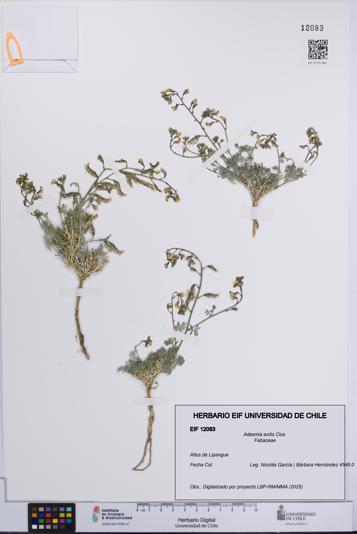 Adesmia exilis [Espécimen: UCH:EIF:0012083]