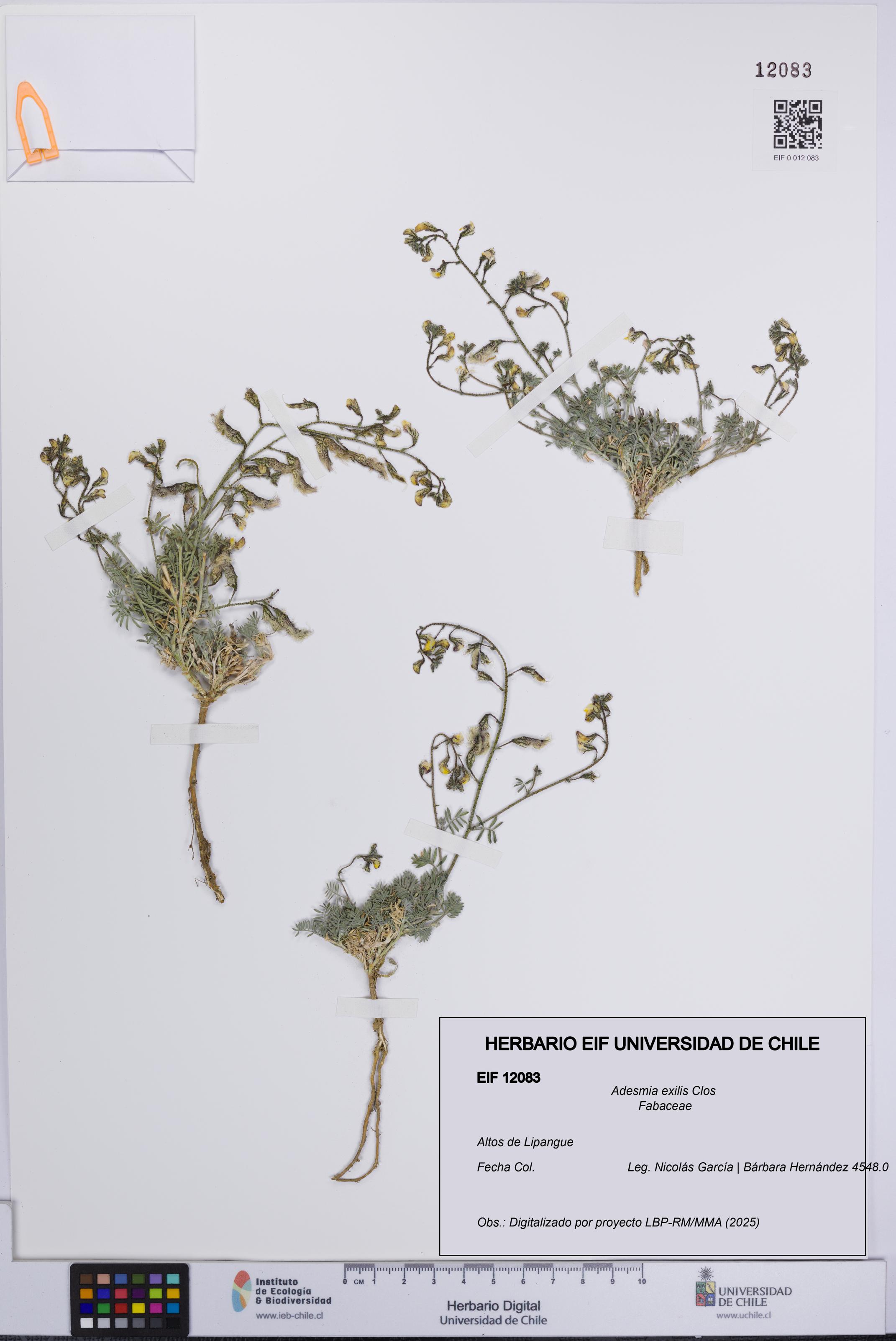 Adesmia exilis [Espécimen: UCH:EIF:0012083]