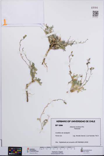 Adesmia montana [Espécimen: UCH:EIF:0012084]