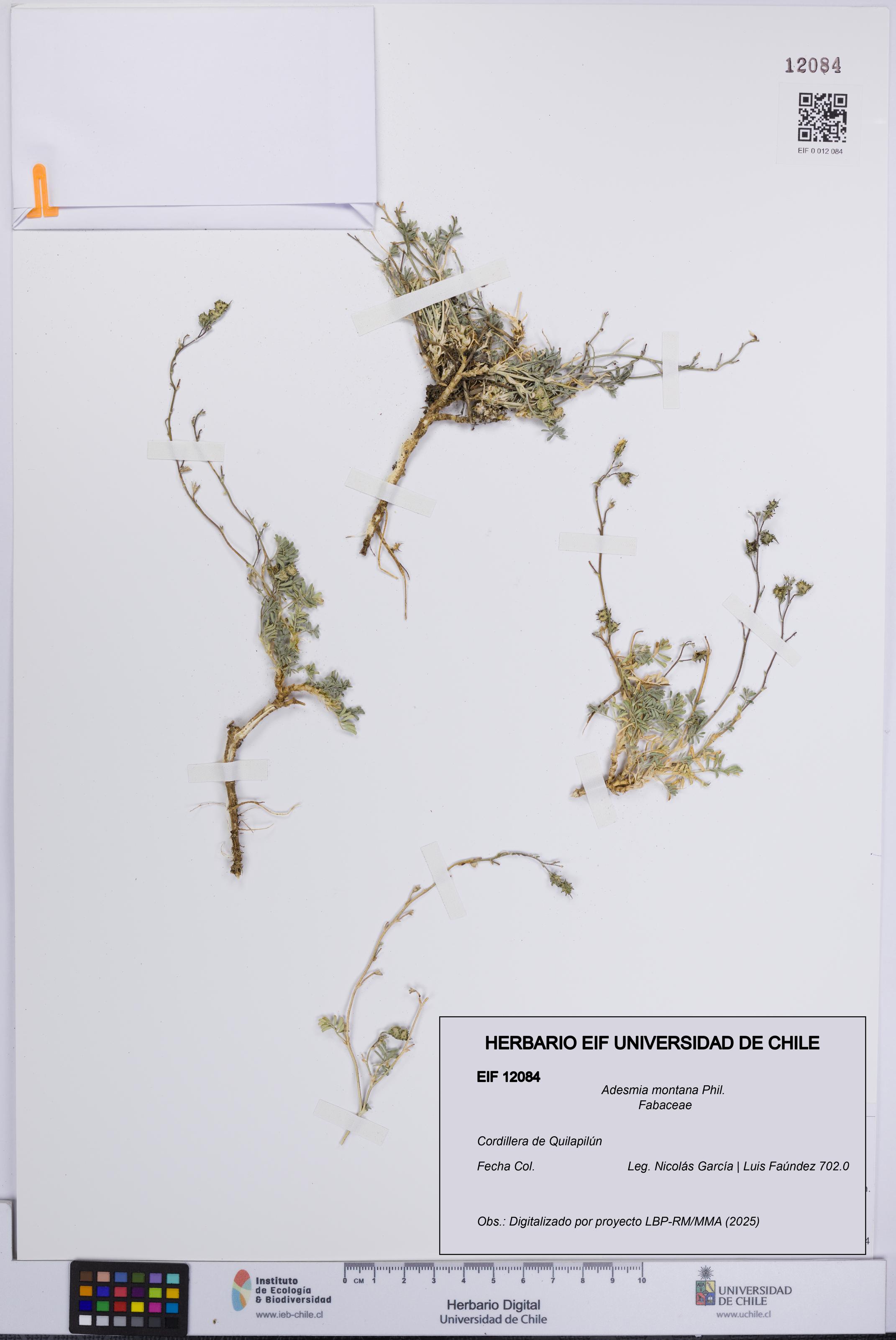 Adesmia montana [Espécimen: UCH:EIF:0012084]