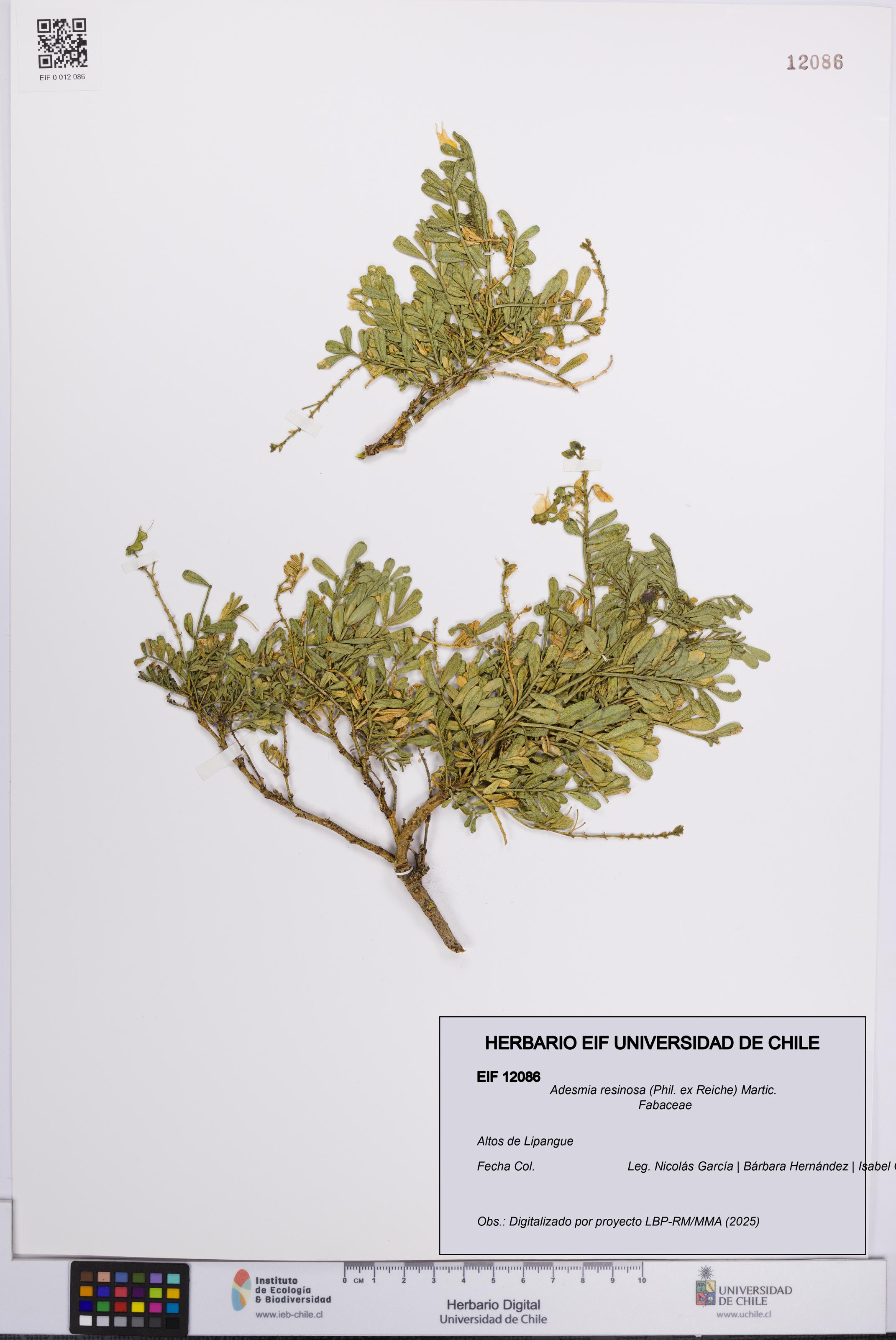 Adesmia resinosa [Espécimen: UCH:EIF:0012086]