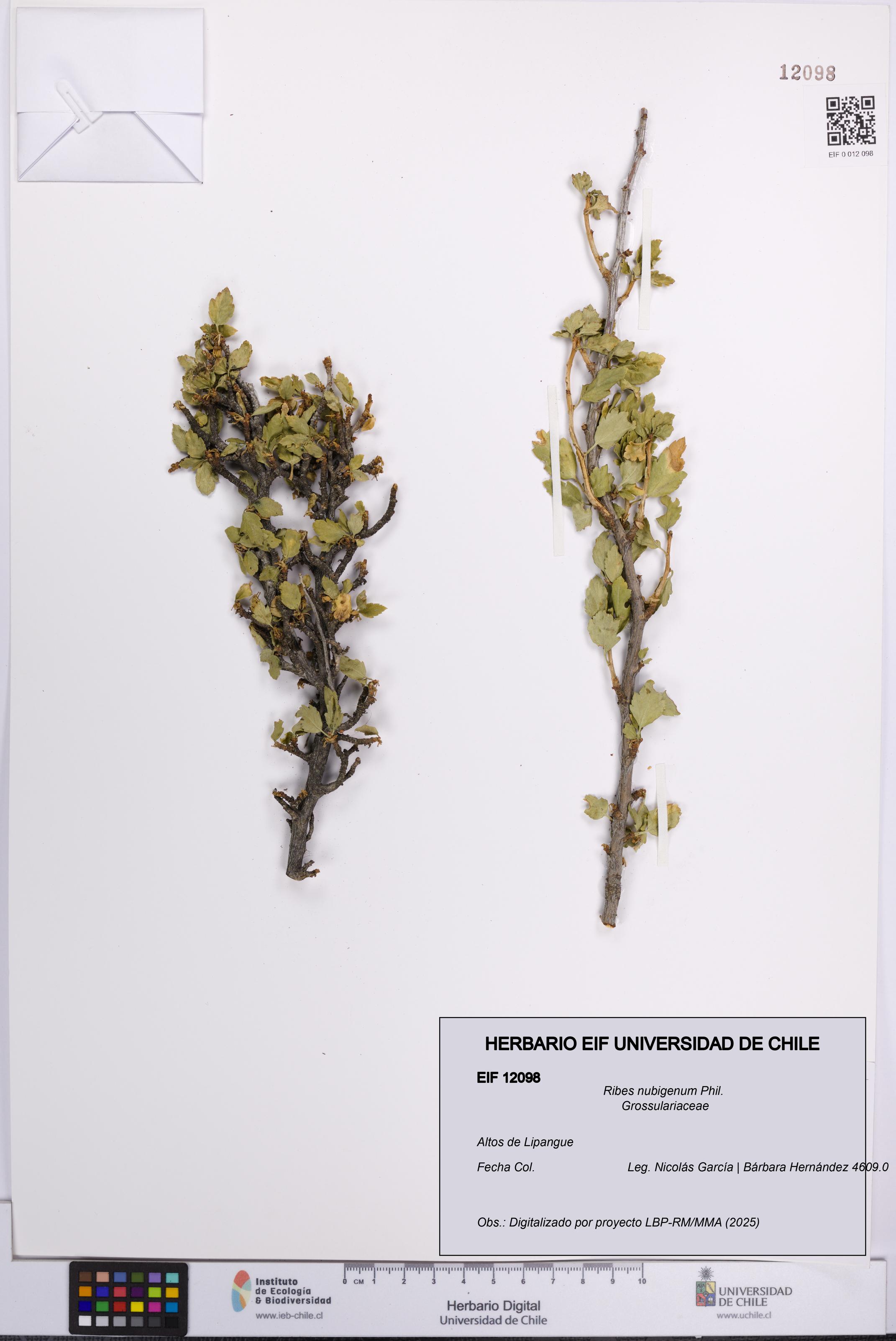 Ribes nubigenum [Espécimen: UCH:EIF:0012098]