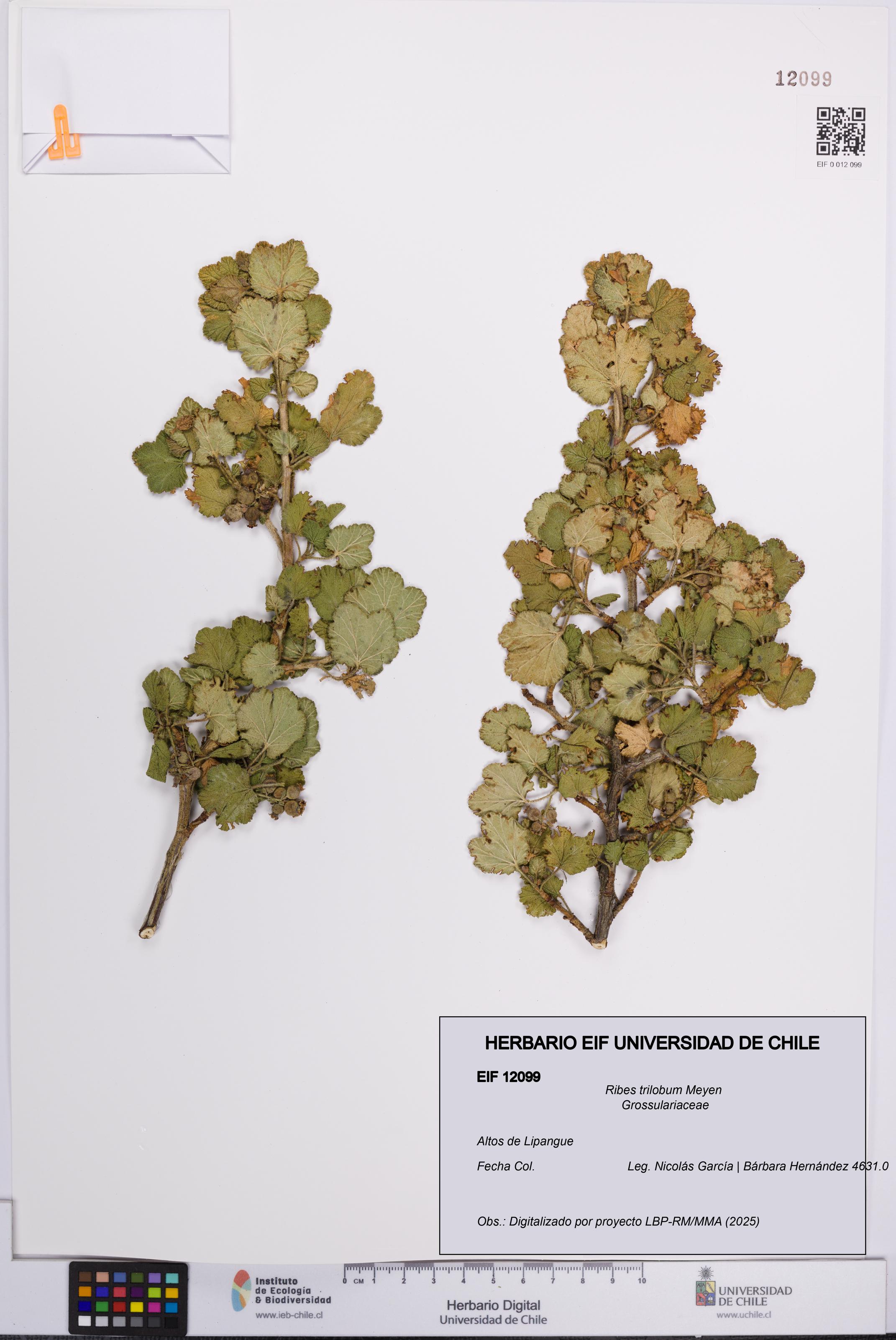 Ribes trilobum [Espécimen: UCH:EIF:0012099]