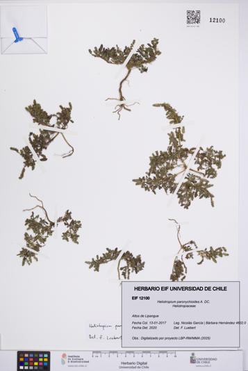Heliotropium paronychioides [Espécimen: UCH:EIF:0012100]