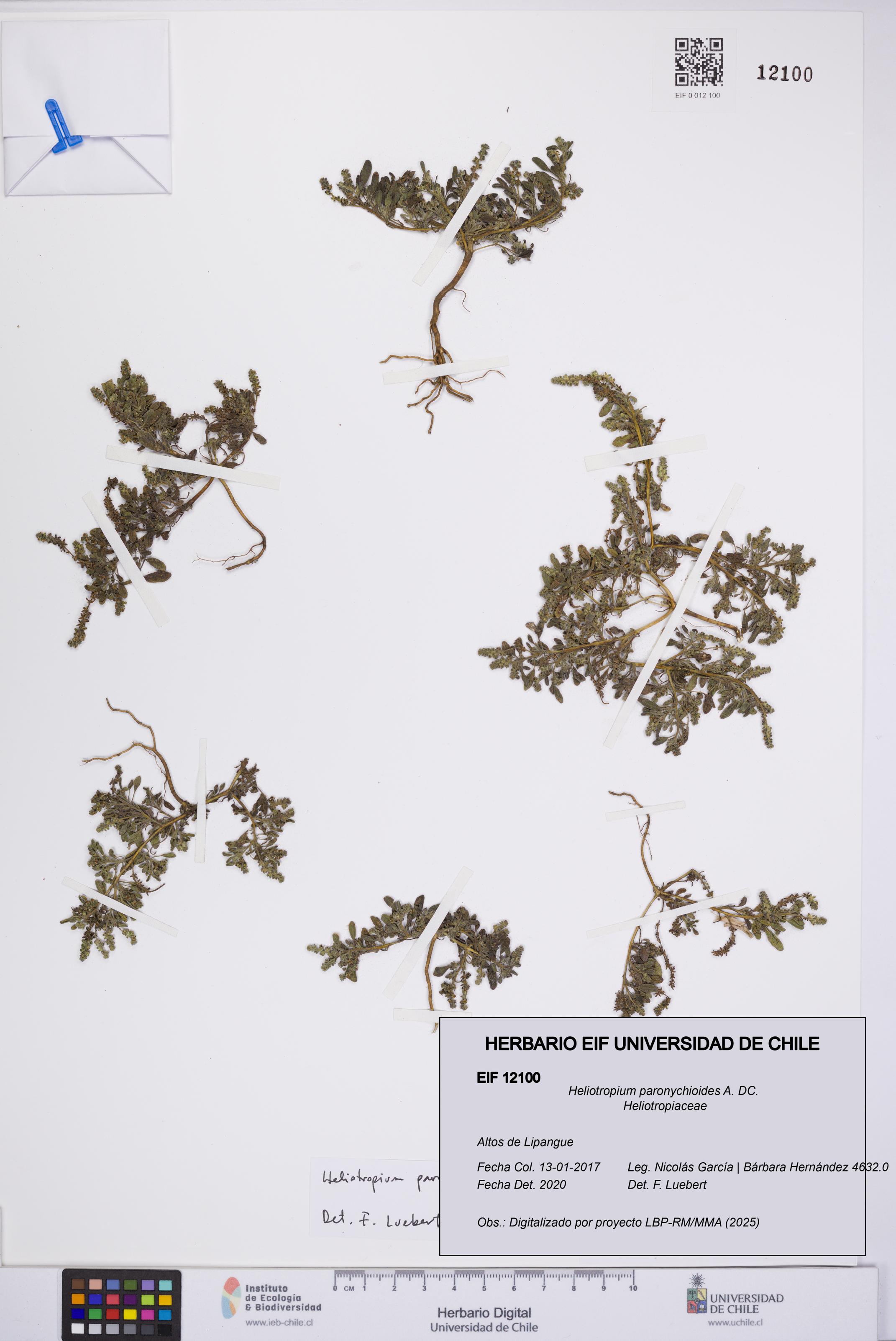 Heliotropium paronychioides [Espécimen: UCH:EIF:0012100]