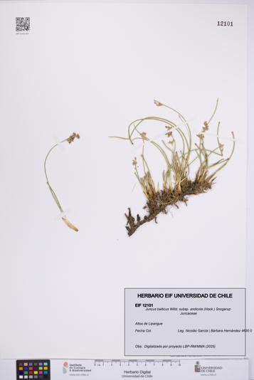 Juncus balticus [Espécimen: UCH:EIF:0012101]