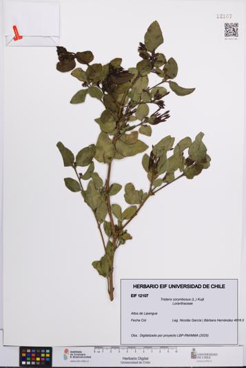 Tristerix corymbosus [Espécimen: UCH:EIF:0012107]