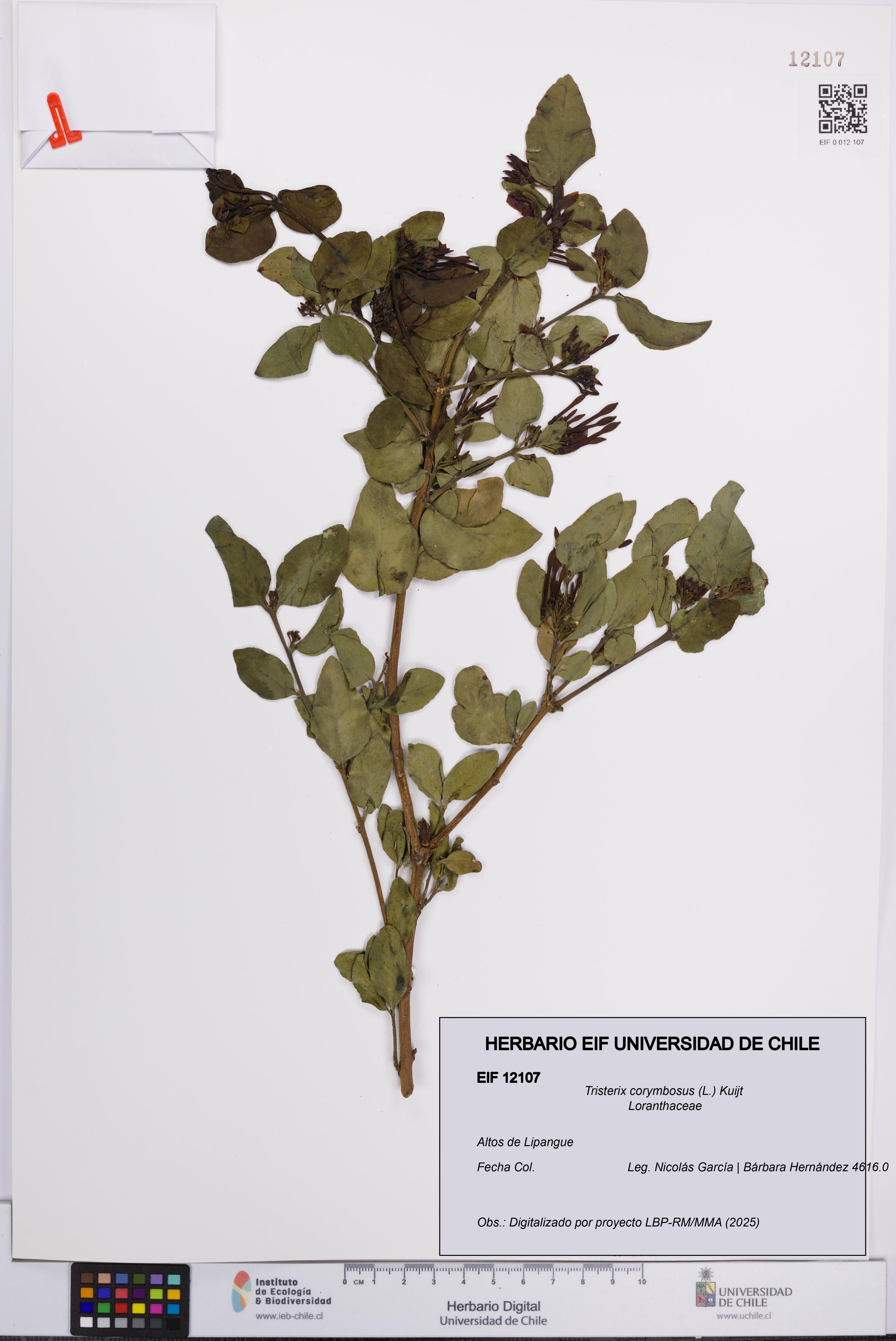 Tristerix corymbosus [Espécimen: UCH:EIF:0012107]