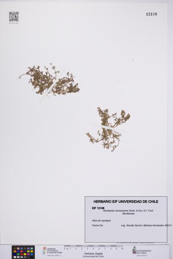 Montiopsis ramosissima [Espécimen: UCH:EIF:0012108]