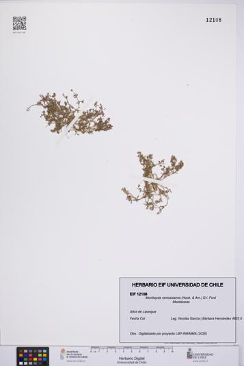 Montiopsis ramosissima [Espécimen: UCH:EIF:0012108]