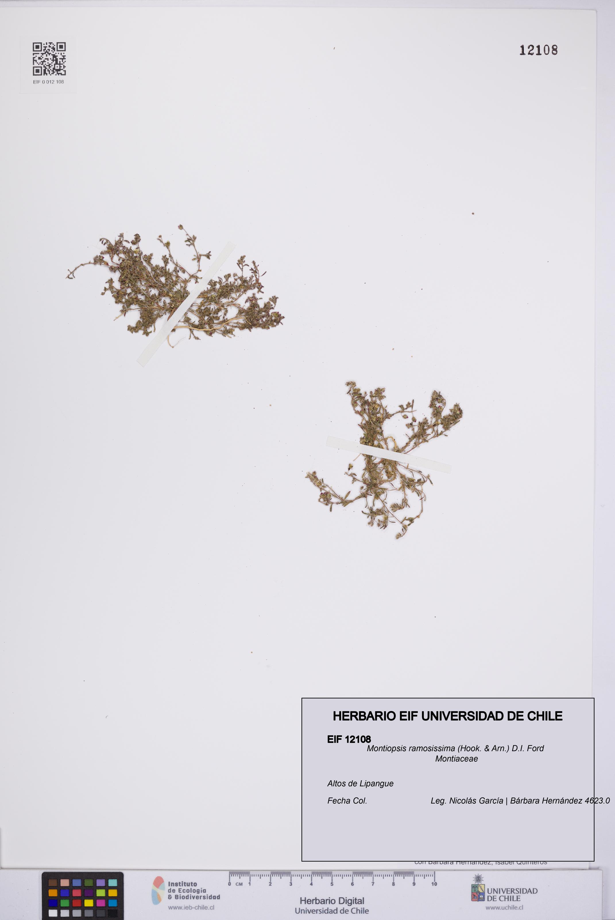 Montiopsis ramosissima [Espécimen: UCH:EIF:0012108]