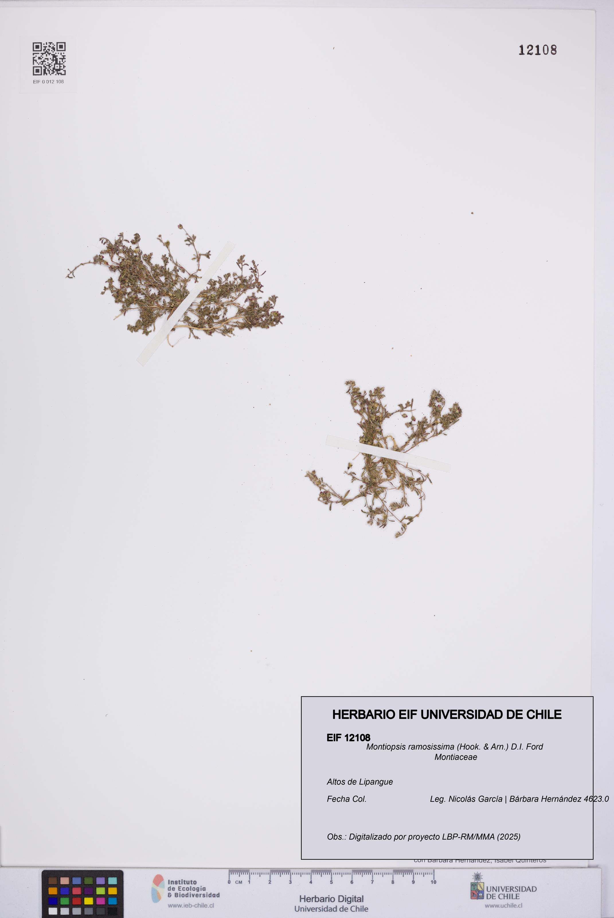 Montiopsis ramosissima [Espécimen: UCH:EIF:0012108]