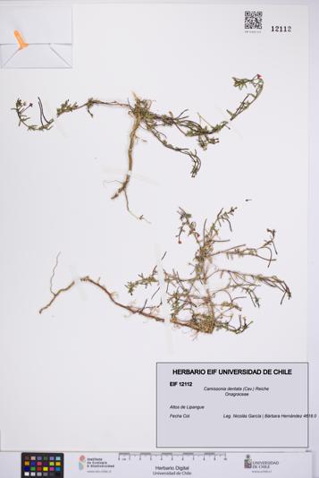 Camissonia dentata [Espécimen: UCH:EIF:0012112]
