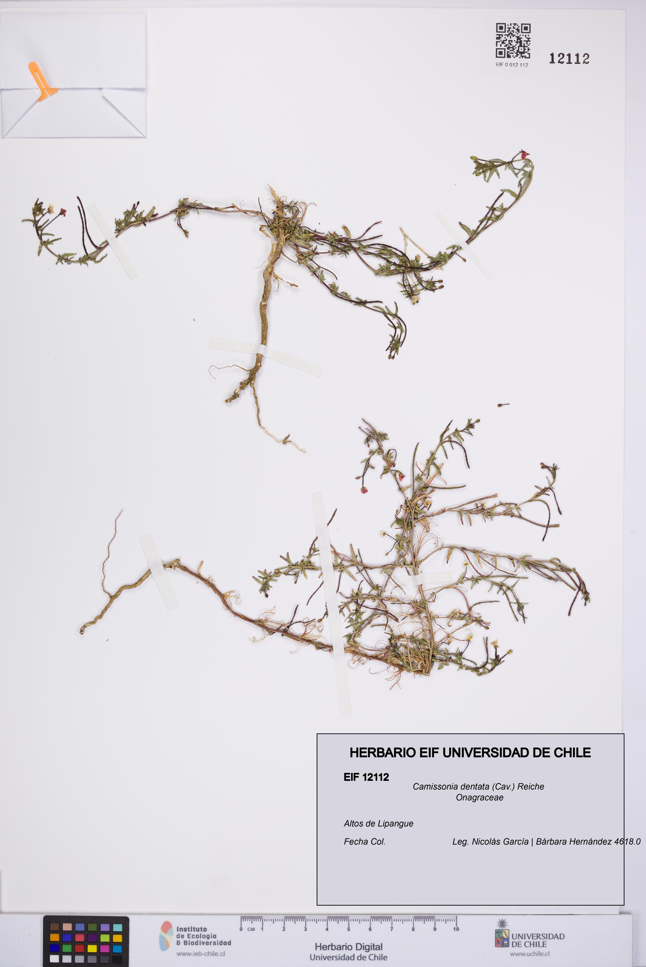 Camissonia dentata [Espécimen: UCH:EIF:0012112]