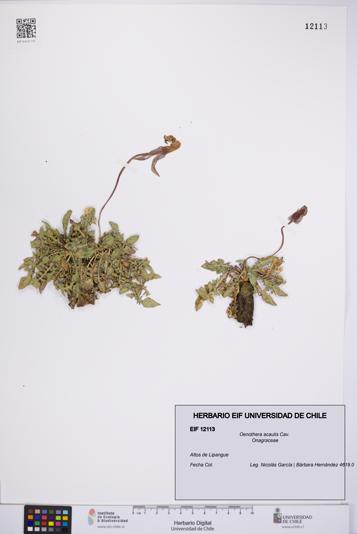 Oenothera acaulis [Espécimen: UCH:EIF:0012113]