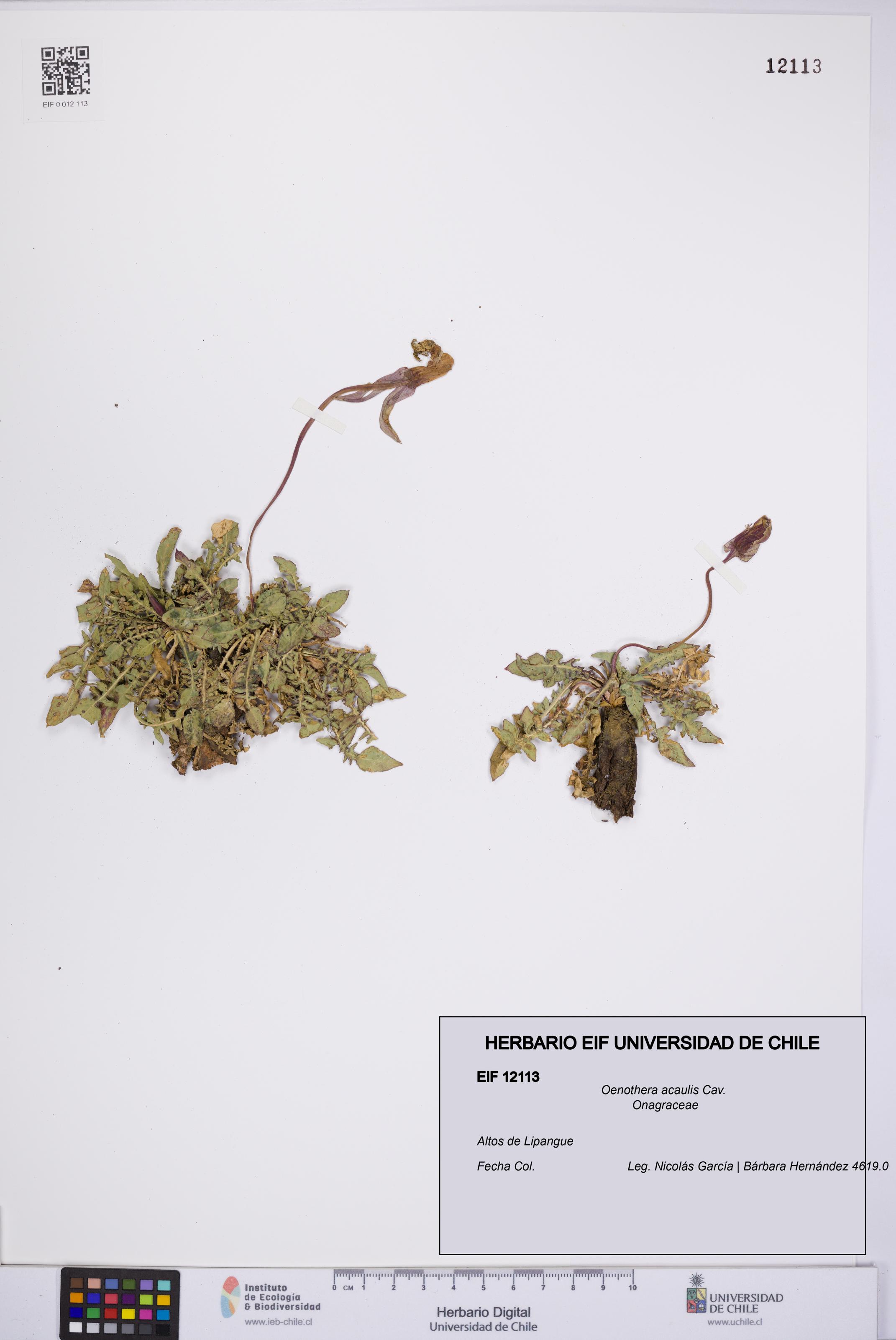 Oenothera acaulis [Espécimen: UCH:EIF:0012113]