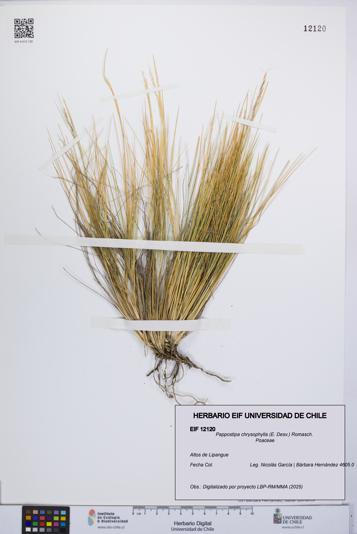 Pappostipa chrysophylla [Espécimen: UCH:EIF:0012120]