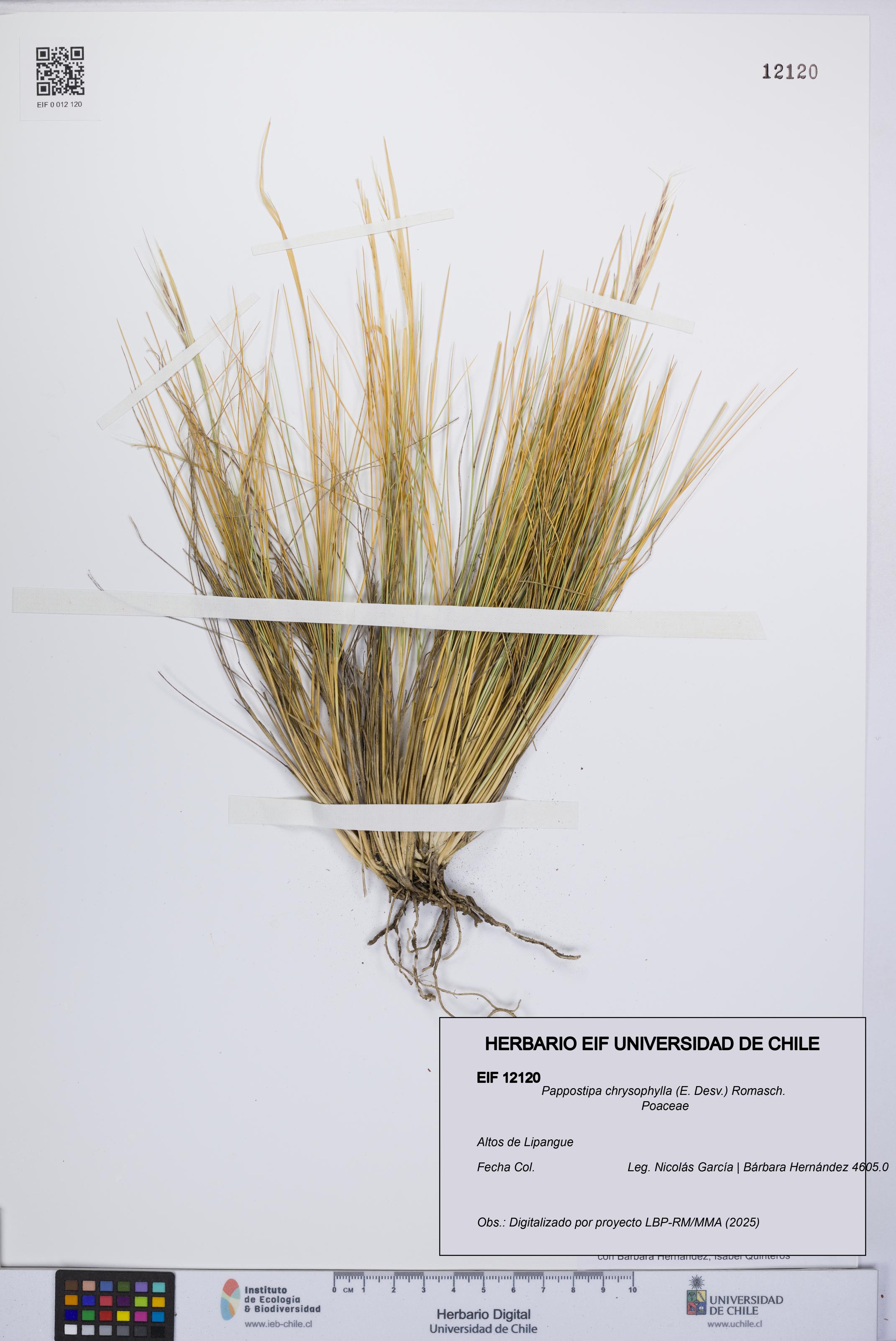 Pappostipa chrysophylla [Espécimen: UCH:EIF:0012120]