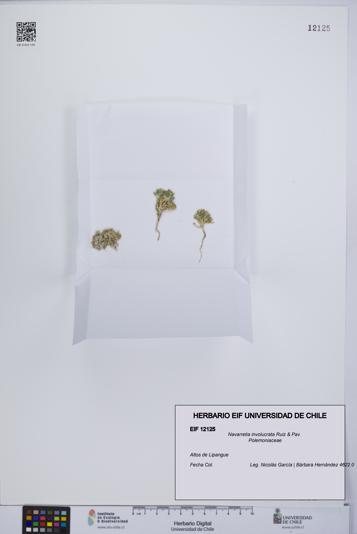 Navarretia involucrata [Espécimen: UCH:EIF:0012125]