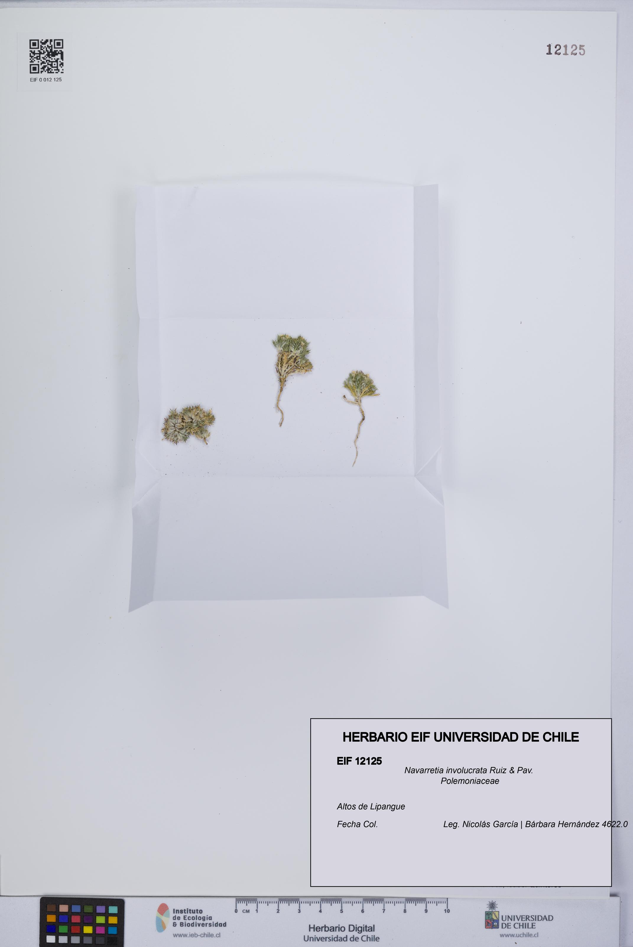 Navarretia involucrata [Espécimen: UCH:EIF:0012125]