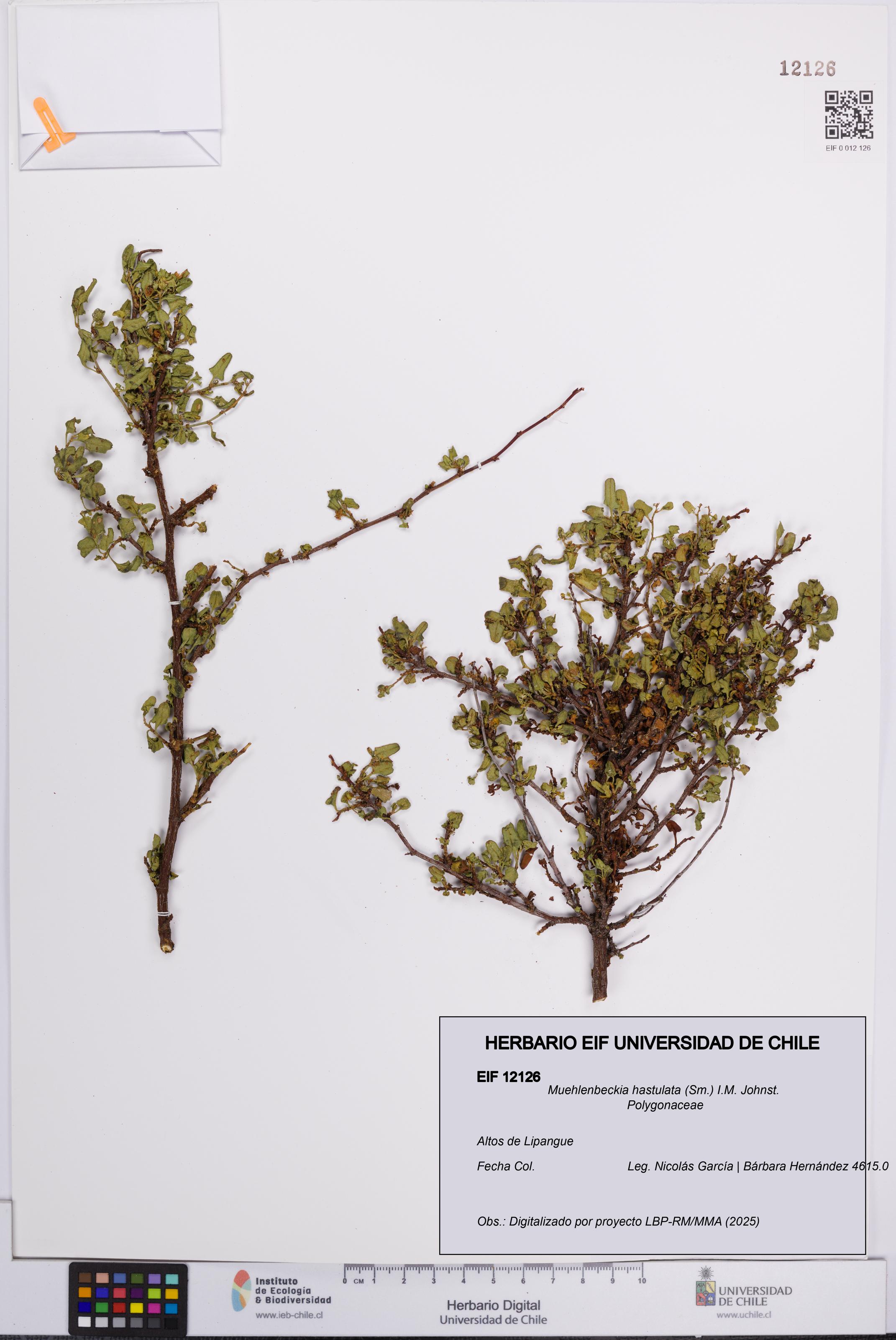Muehlenbeckia hastulata [Espécimen: UCH:EIF:0012126]