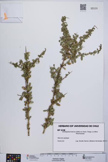 Ochetophila trinervis [Espécimen: UCH:EIF:0012128]