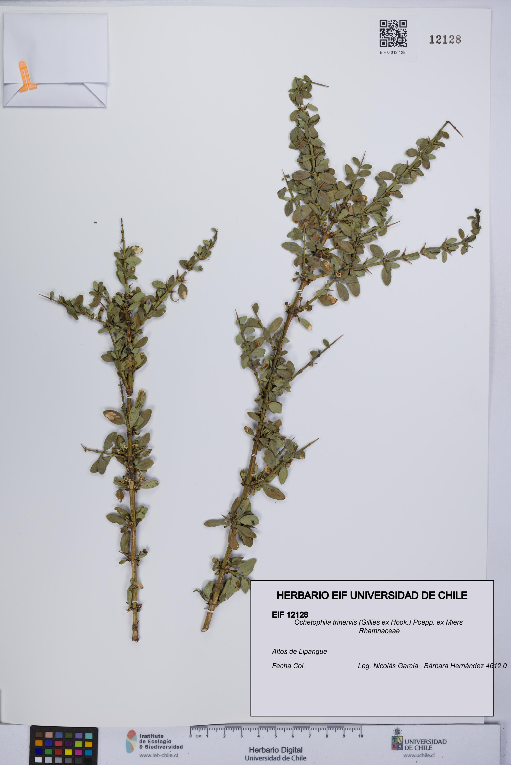 Ochetophila trinervis [Espécimen: UCH:EIF:0012128]