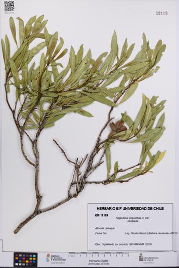 Kageneckia angustifolia [Espécimen: UCH:EIF:0012129]